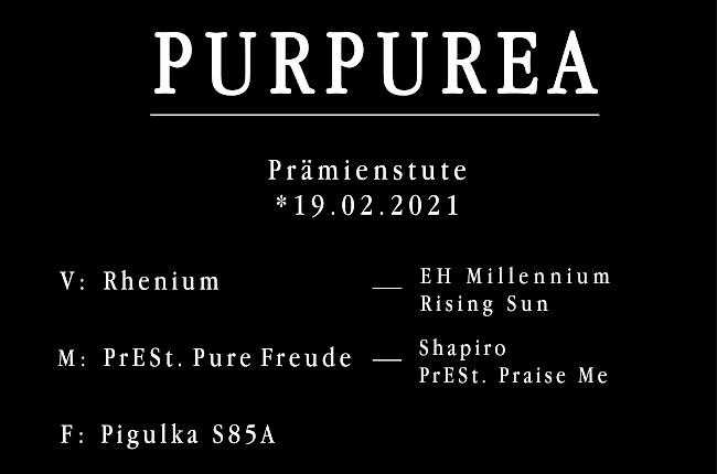Purpurea