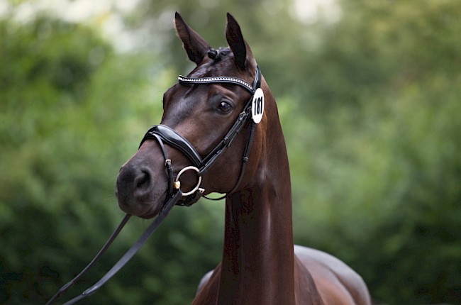 Himmelsrose